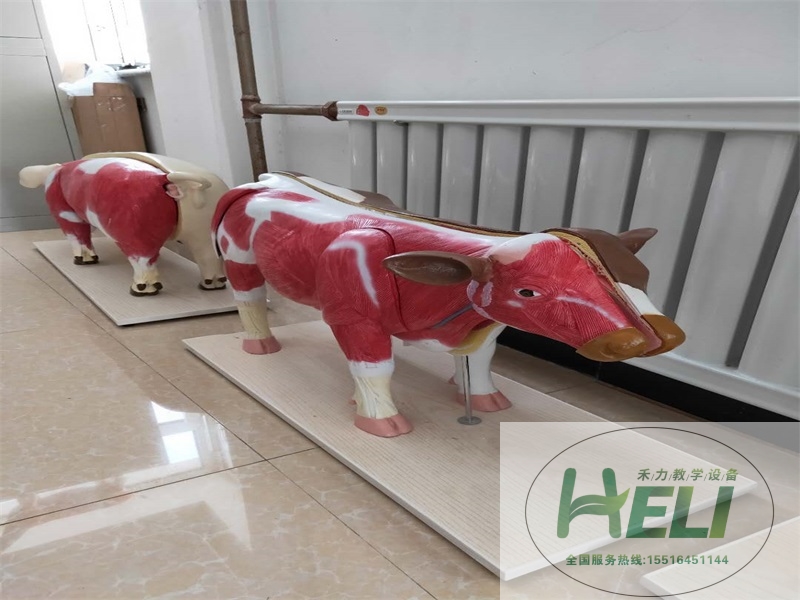 動物模型仿真標本-牛解剖模型教學(xué)標本